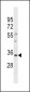 OR6S1 Antibody(C-term)